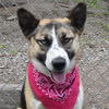 adoptable Dog in , MT named Leda