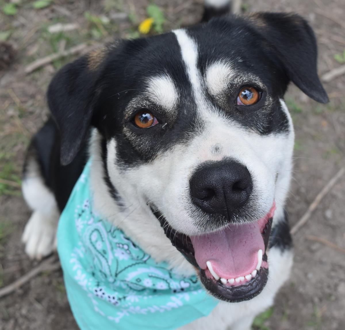 adoptable Dog in Libby, MT named Freda