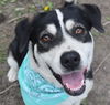 adoptable Dog in , MT named Freda