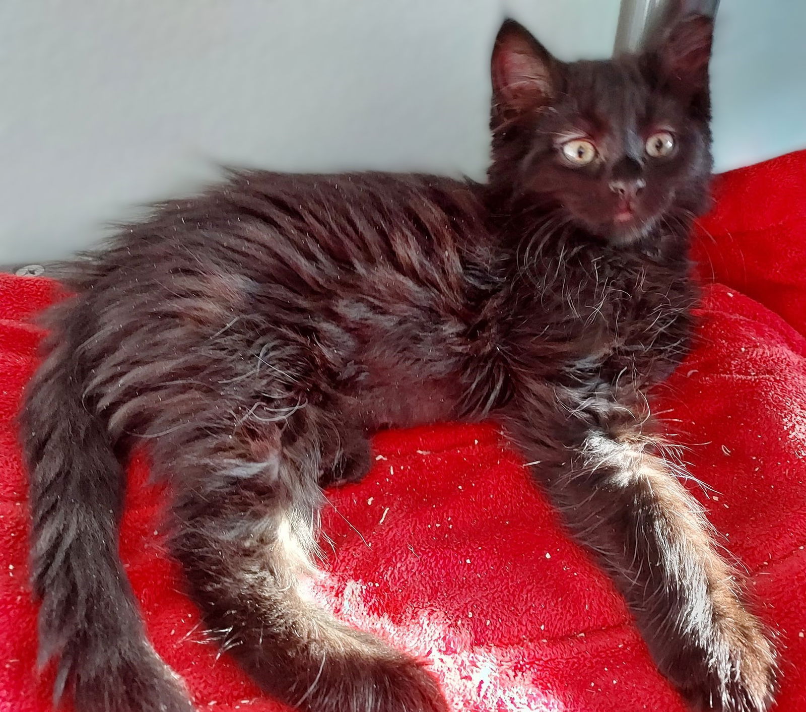 adoptable Cat in Libby, MT named Cher