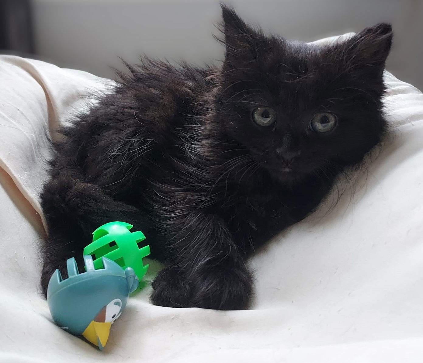 adoptable Cat in Libby, MT named Juliet