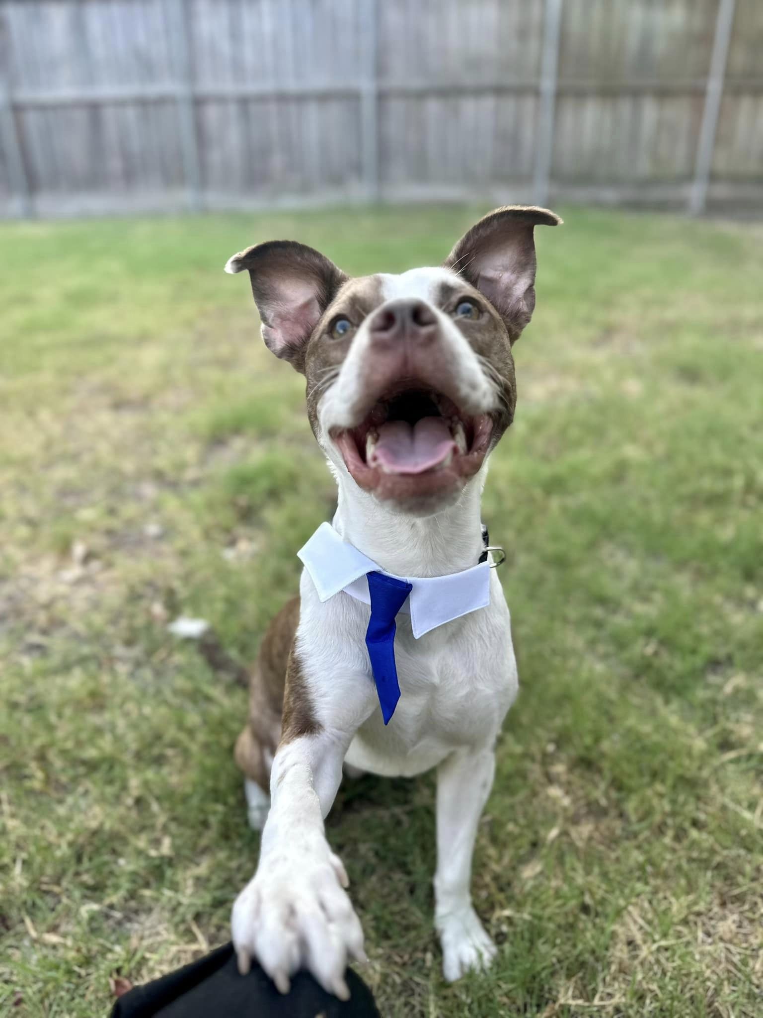 adoptable Dog in Forney, TX named Vinny