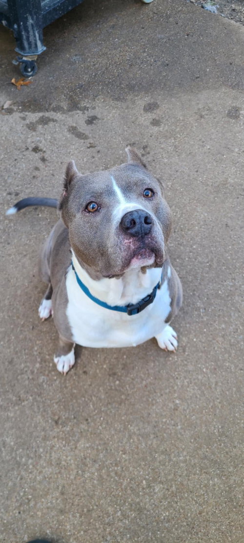 BLUE - American Pit Bull Terrier available for adoption