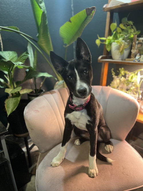 SYLPHRENA - Husky / Pit Bull Terrier available for adoption