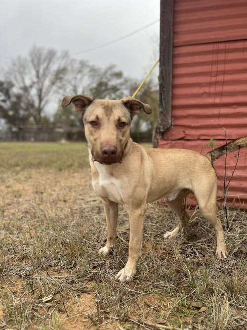 YUKI - Labrador Retriever available for adoption