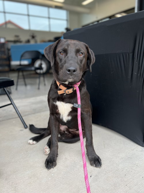 JACK - Labrador Retriever / Australian Cattle Dog/Blue Heeler available for adoption