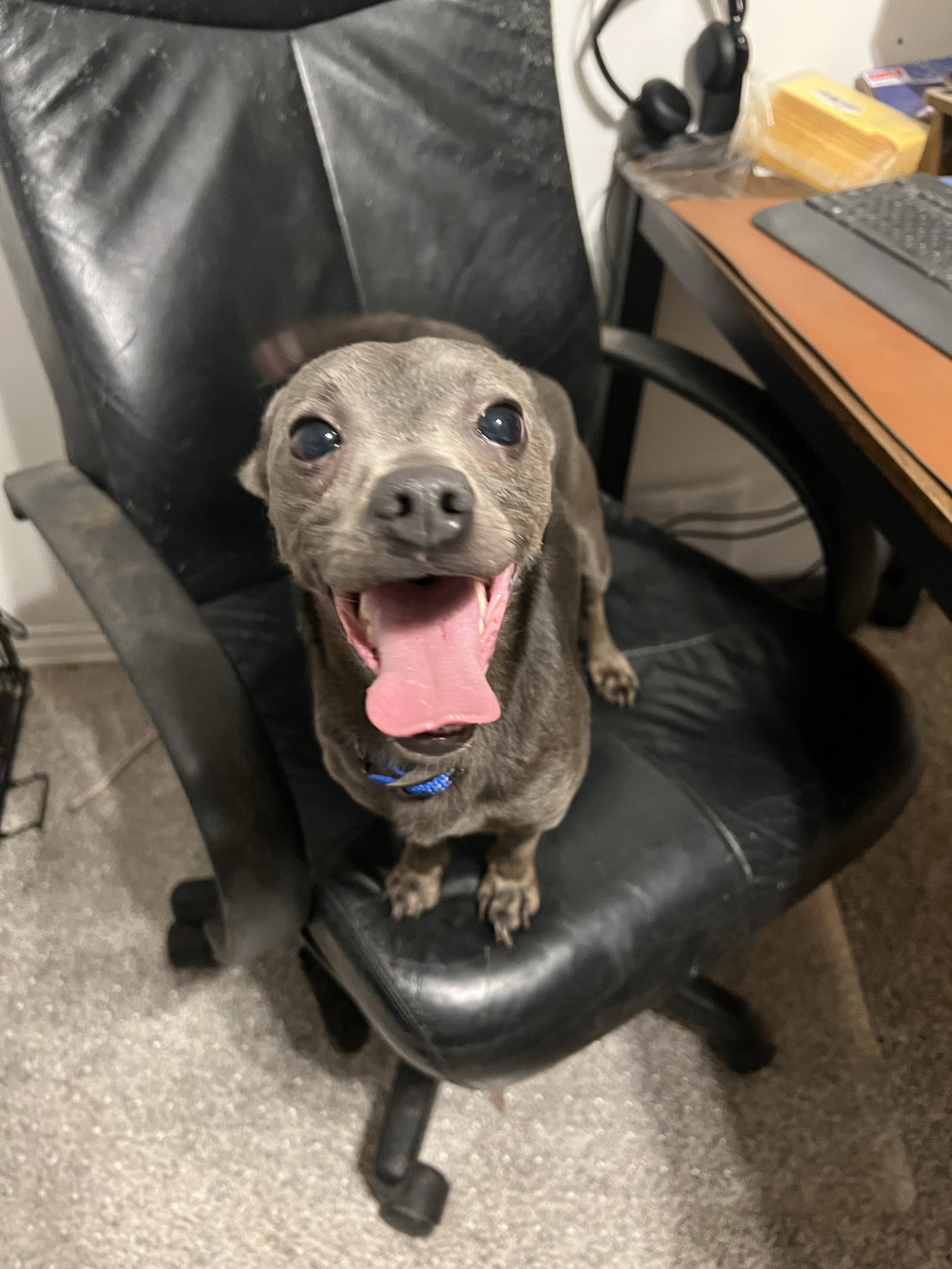 Tator