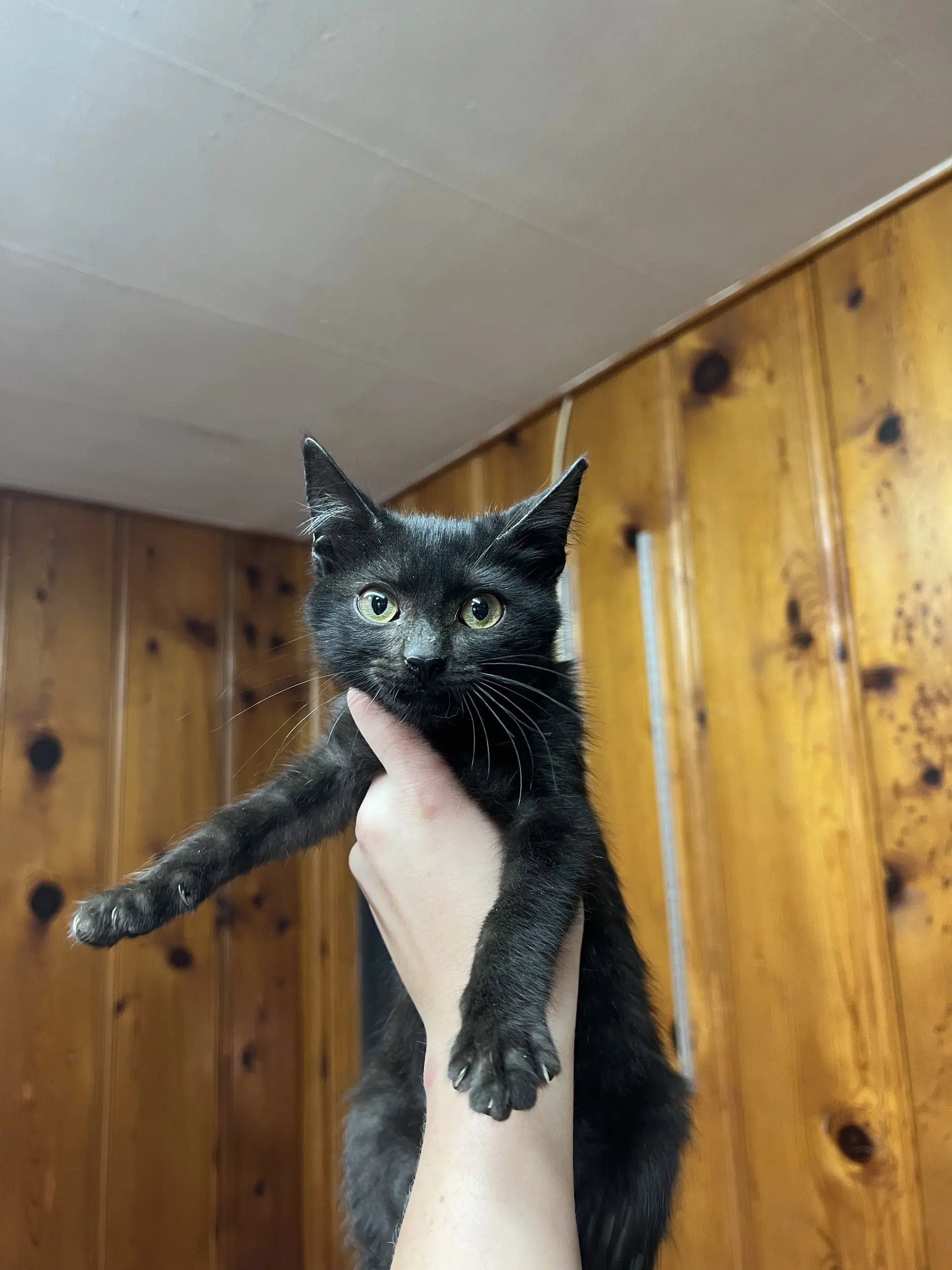 Superman - Domestic Short Hair