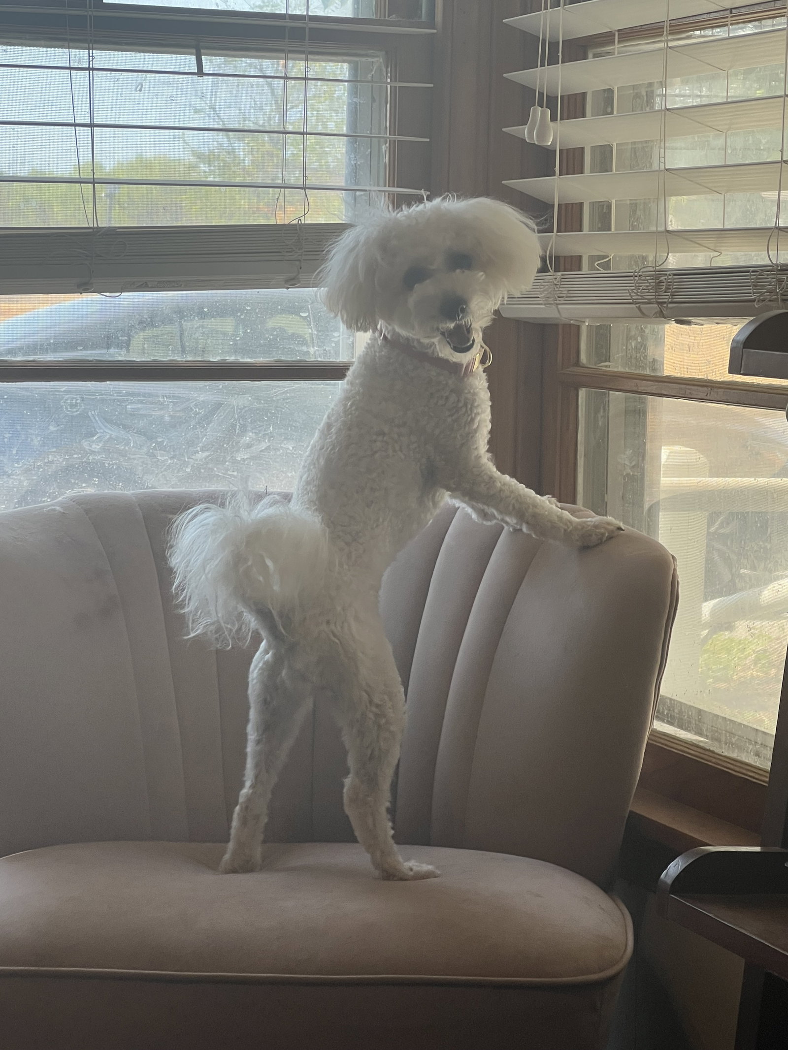 Mila, Bichon Frise