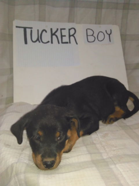 Tucker