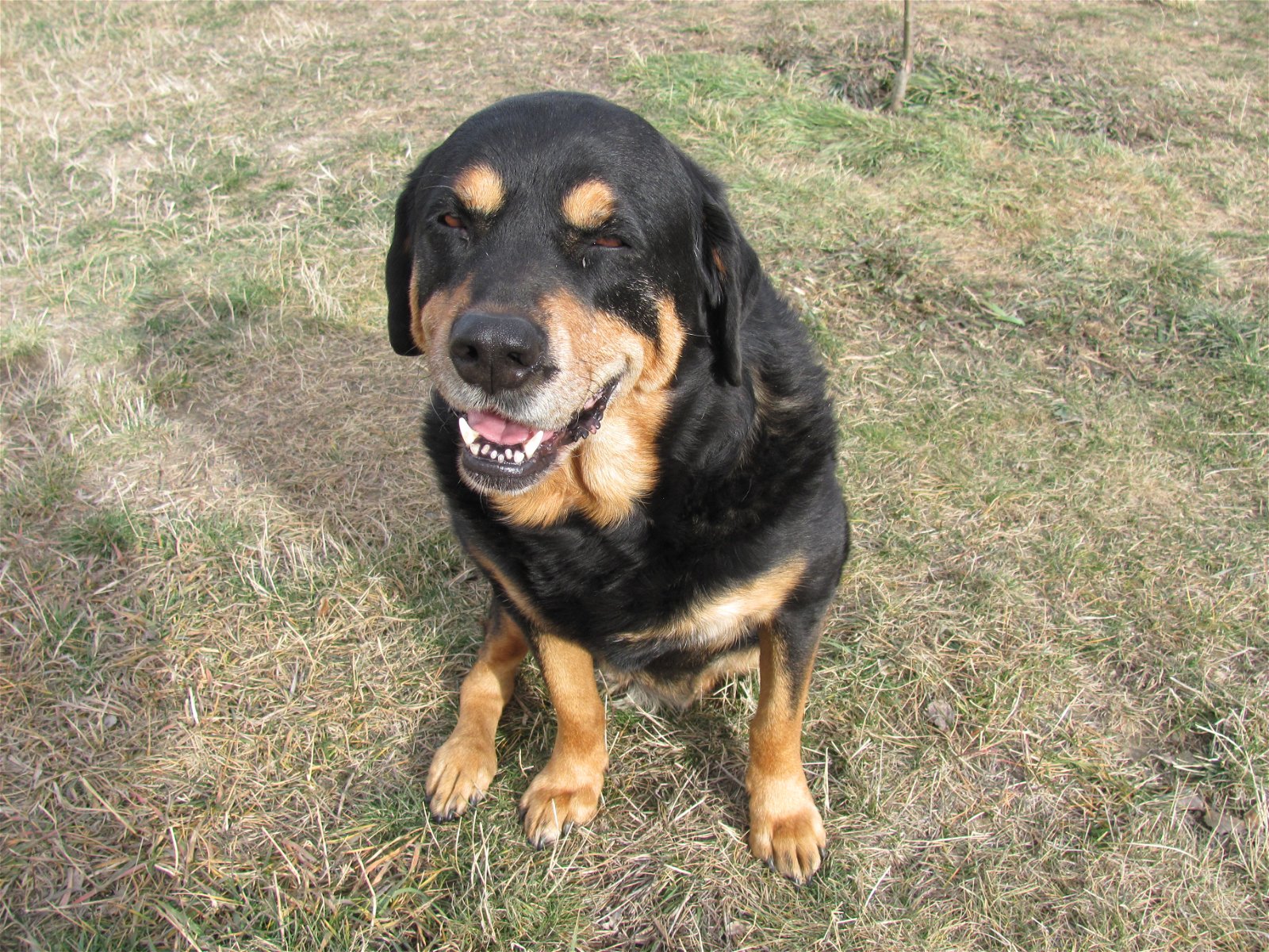 adoptable Dog in Mills, WY named Tonka