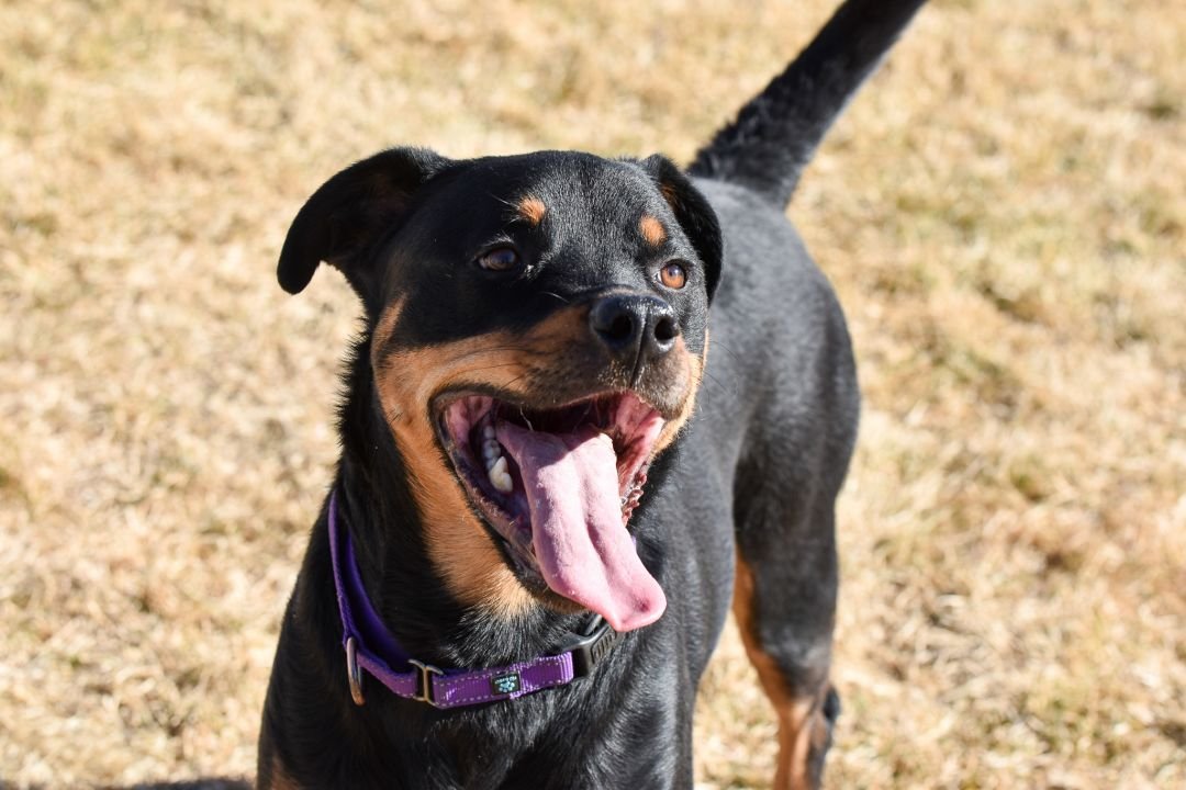 adoptable Dog in Mills, WY named Roxie/Referral