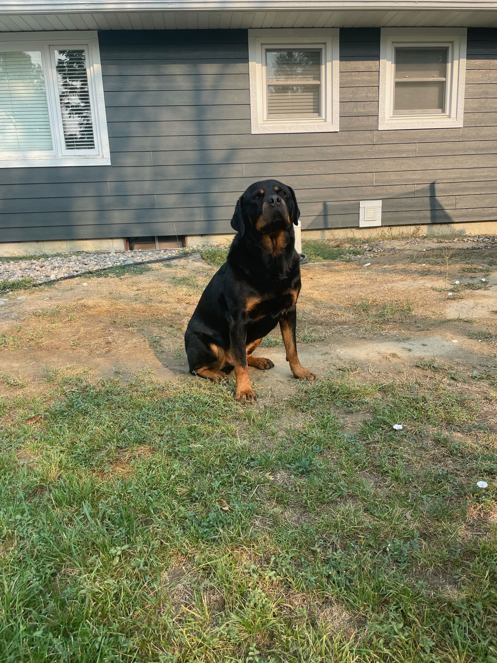 Dog for Adoption - Hoss/Referral, a Rottweiler in Glenrock, WY | Alpha Paw