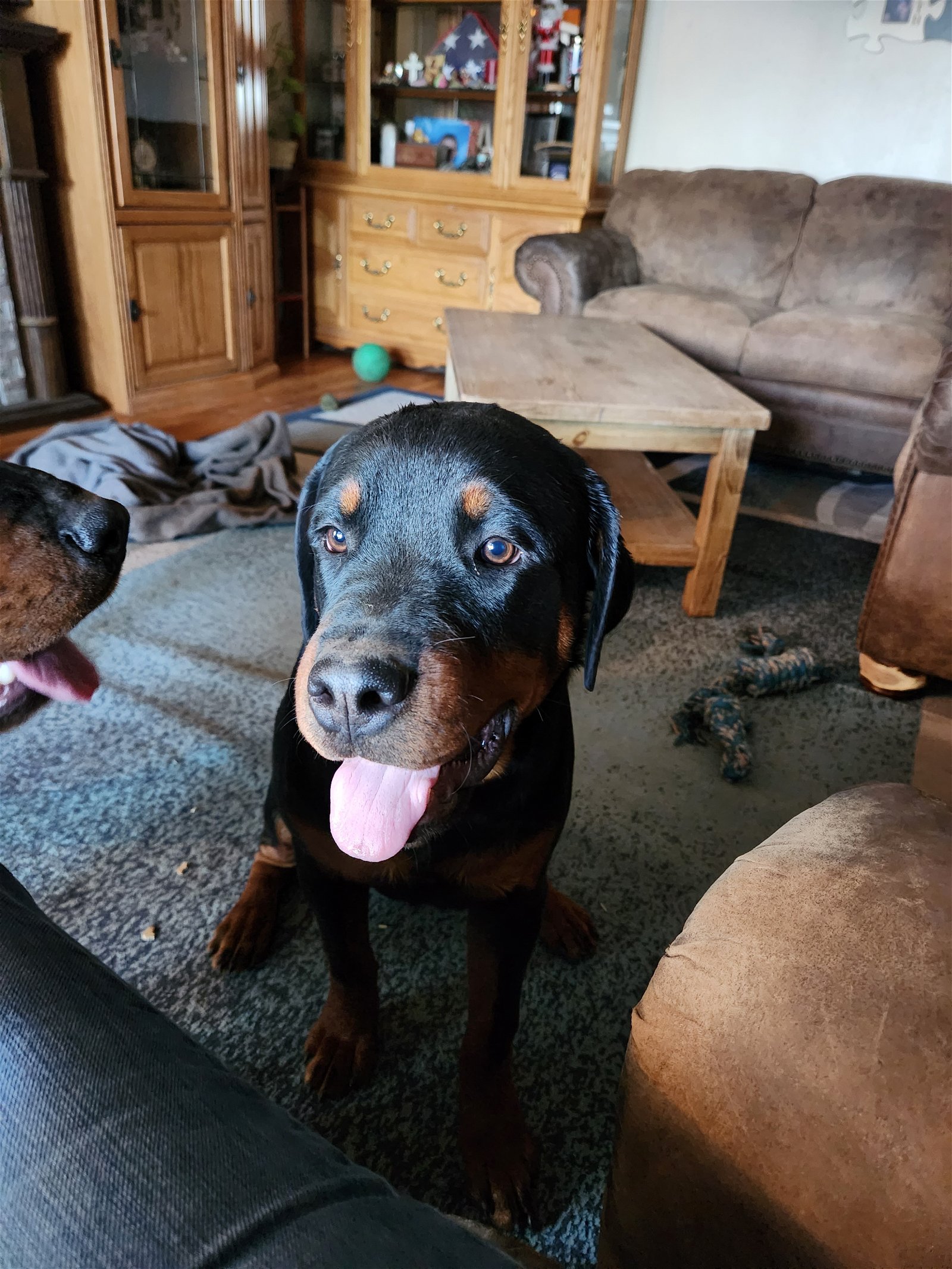 adoptable Dog in Mills, WY named Luna/Referral