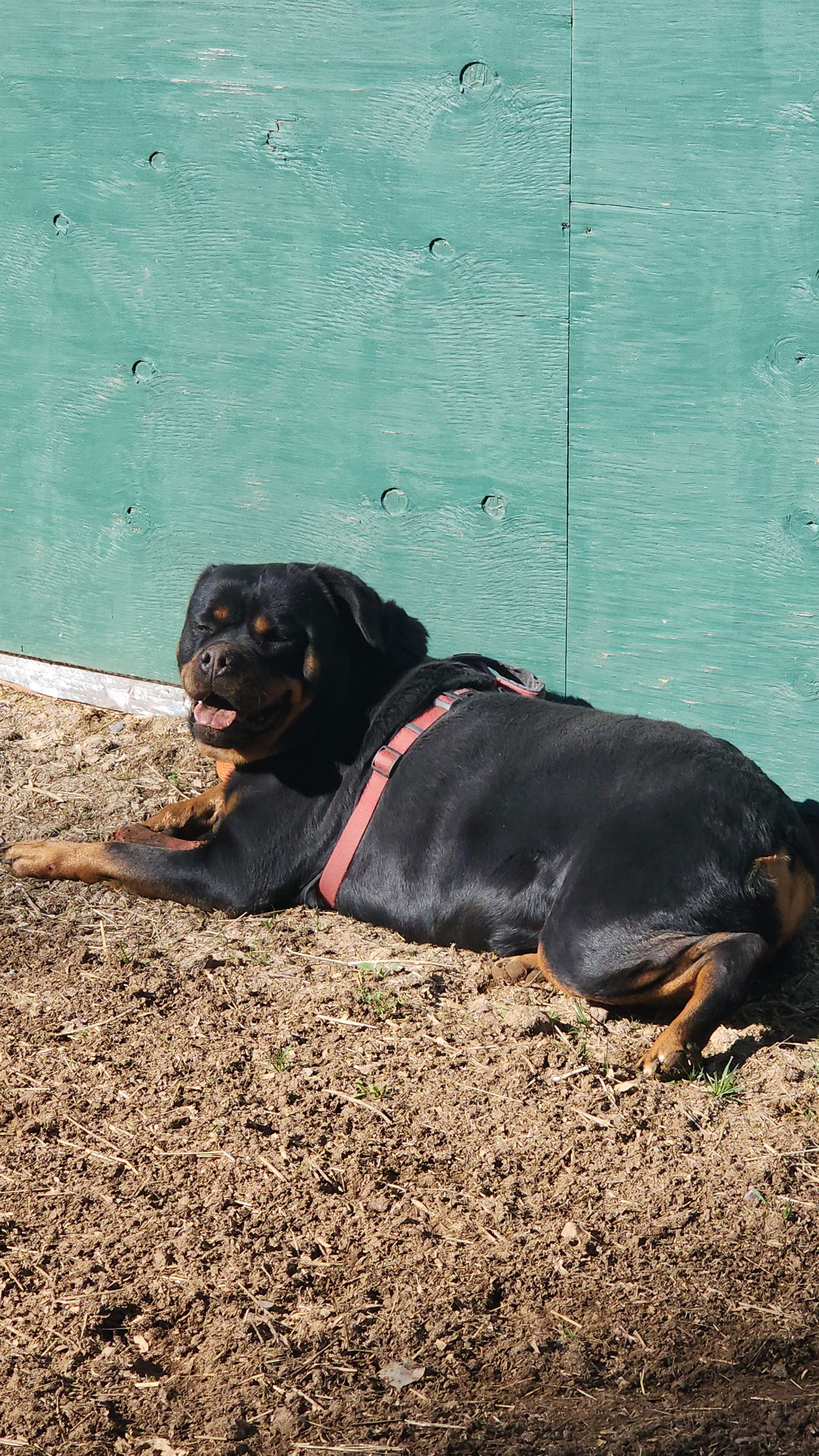 adoptable Dog in Mills, WY named Roxy/Referral