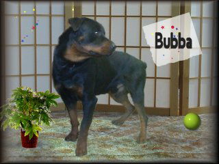 Bubba-Referral