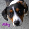 Abby/Referral