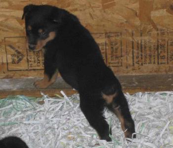 puppy1 (male)/Shooter