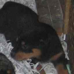 puppy4 (female)