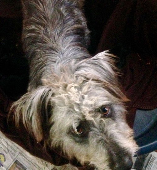 Molly