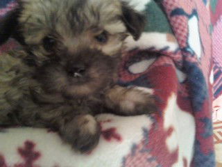 Cookie
