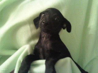 Cooper