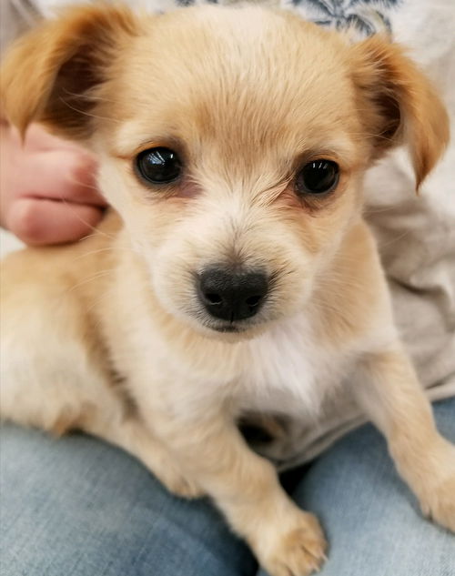 Bobo