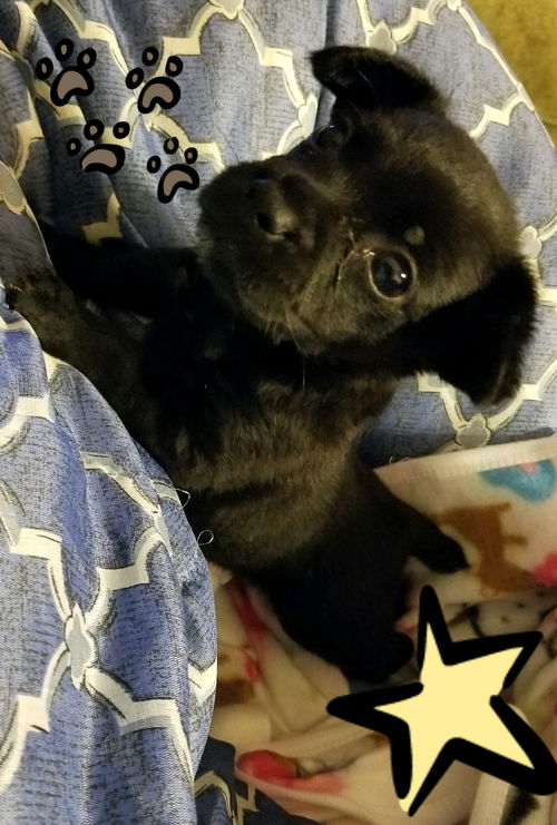 Sparky