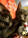 SPARKY Kitty