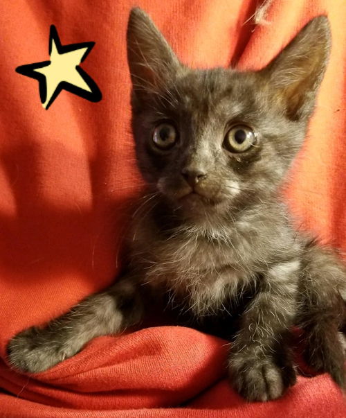 SPARKY Kitty