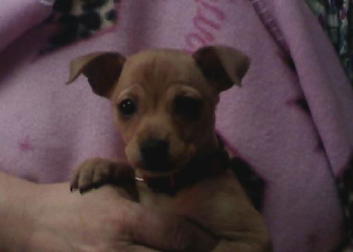 Tica