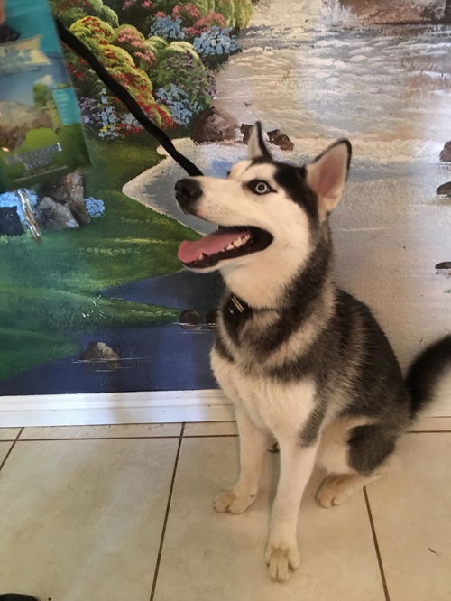 HUSKY