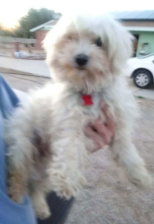 PLEASE CONTACT CAROL @ 909-260-8821 MALTESE 3