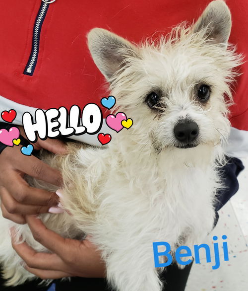 Benji