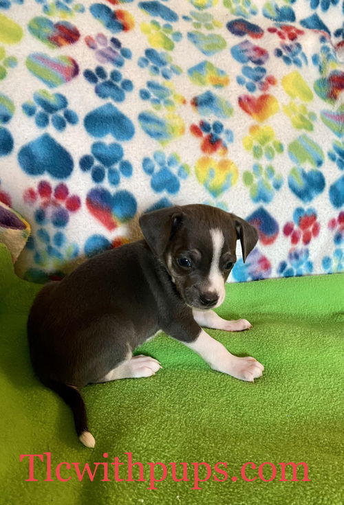 Bonnie 's pups - Bebe