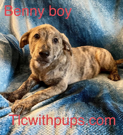 !1 Benny boy