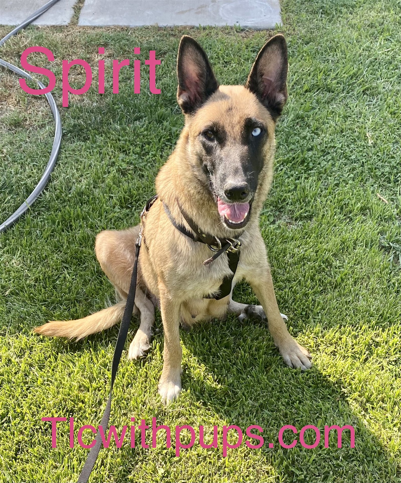 adoptable Dog in Colton, CA named 9 Spirit
