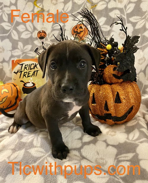 @ Pumpkin