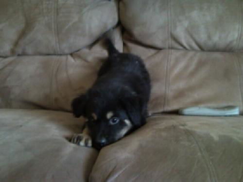 Shep Lab Male