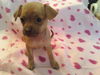 Chiweenie girl 4