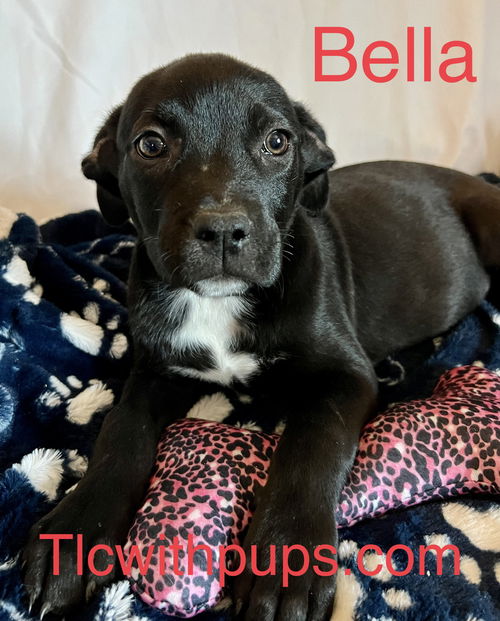 !! 7 Bella