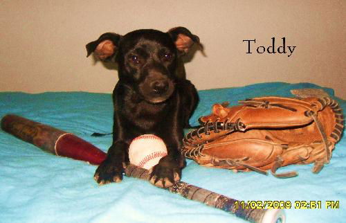Toddy
