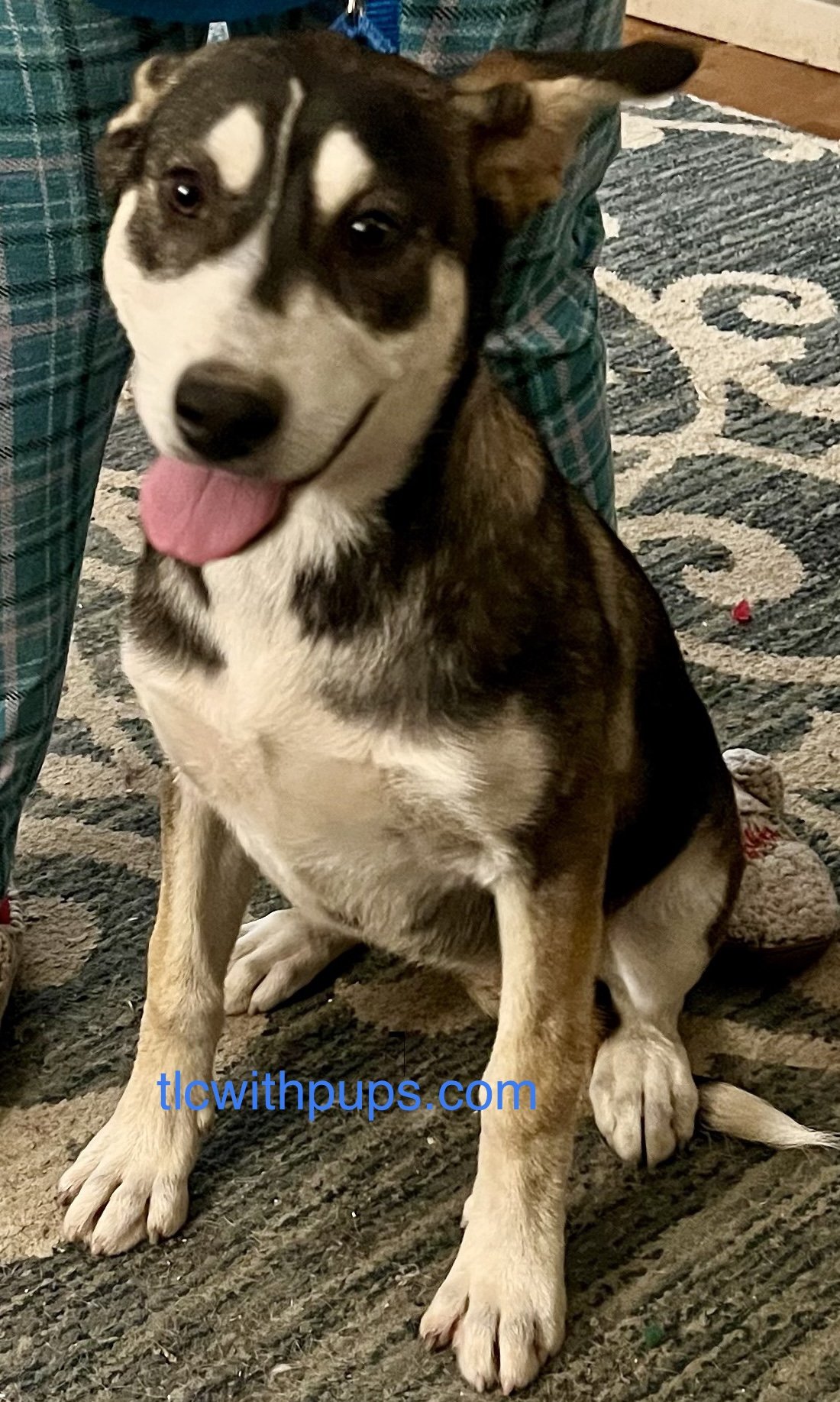 adoptable Dog in Colton, CA named !Winter