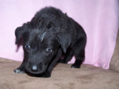 Blackie