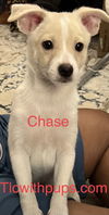 ! 3 Chase