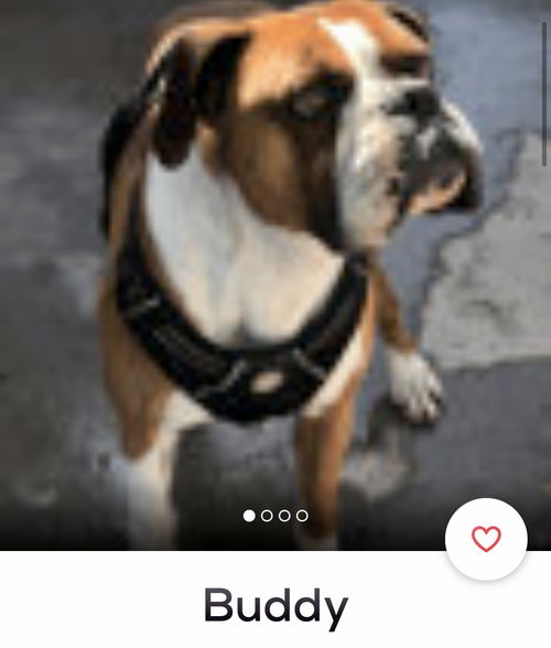 Buddy