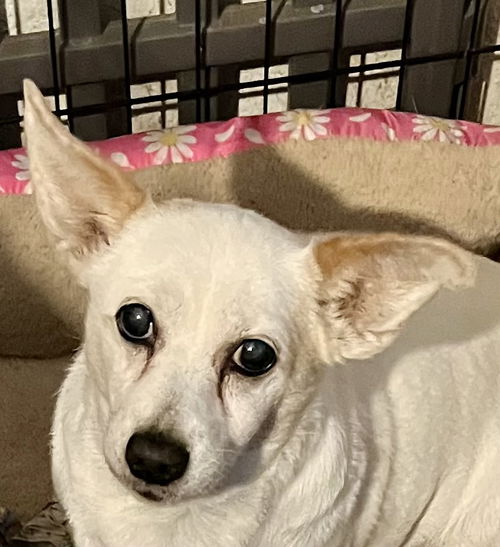 picture of the dog needing adoption