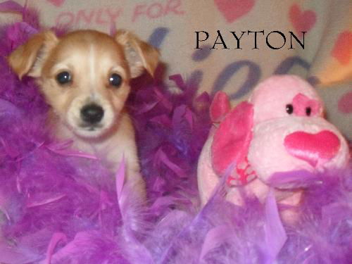 Payton