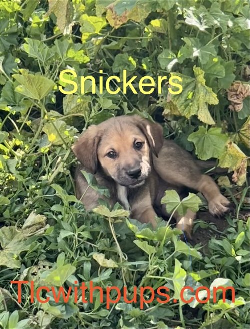 • Snickers