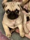 adoptable Dog in colton, CA named !Puggie